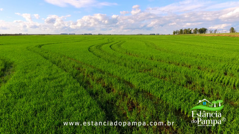 DOS EÓLICOS VIRA P FAZENDA_Moment.00_03_52_18.Quadro207_81b56c0f5fc660b92de172ae5d72c3366e7dfb67.jpg